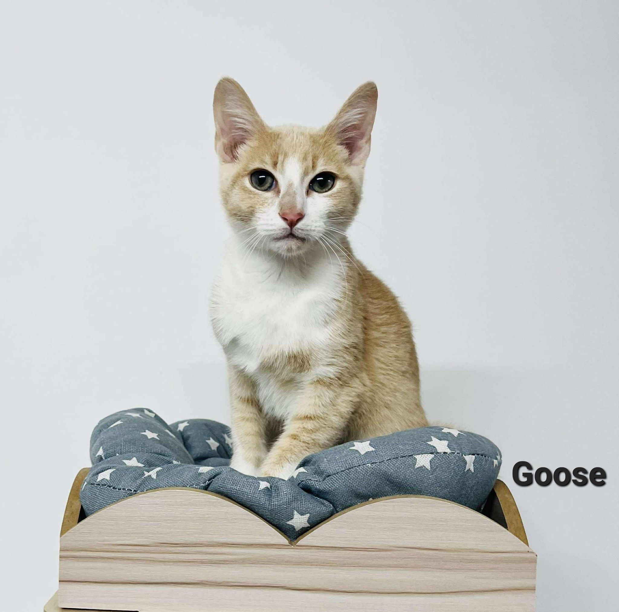 Goose Goose
